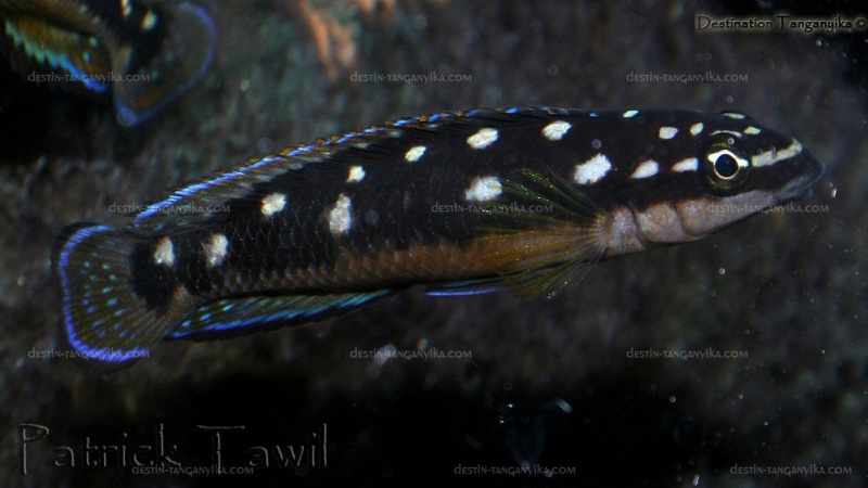 Julidochromis sp. 'ornatus kapampa' Kazia